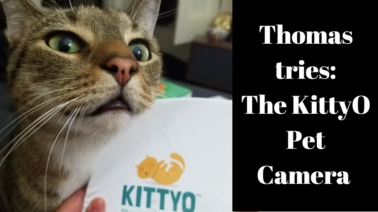 Pet Camera KittyO Provides Peace Of Mind For Pet Parents