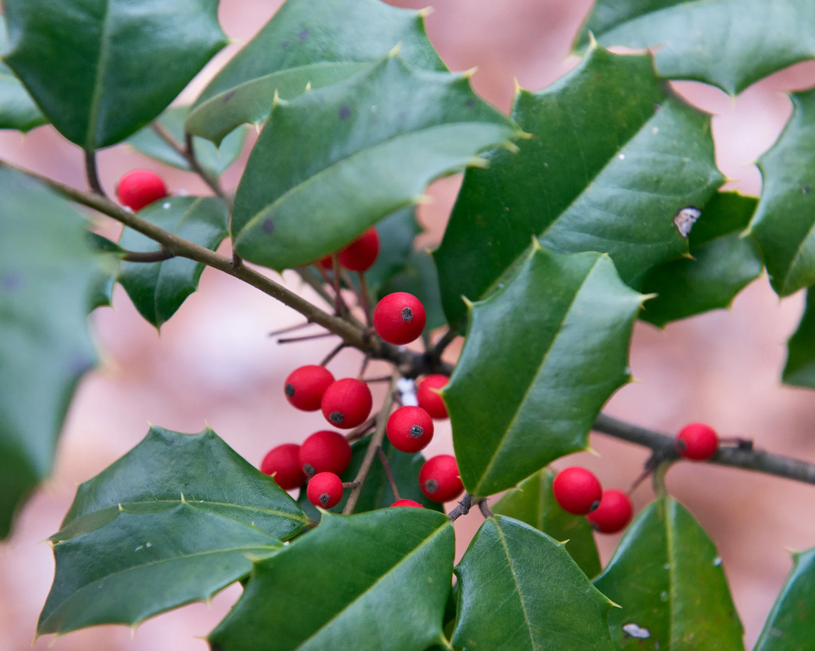 holly-plant-poisonous-to-cats