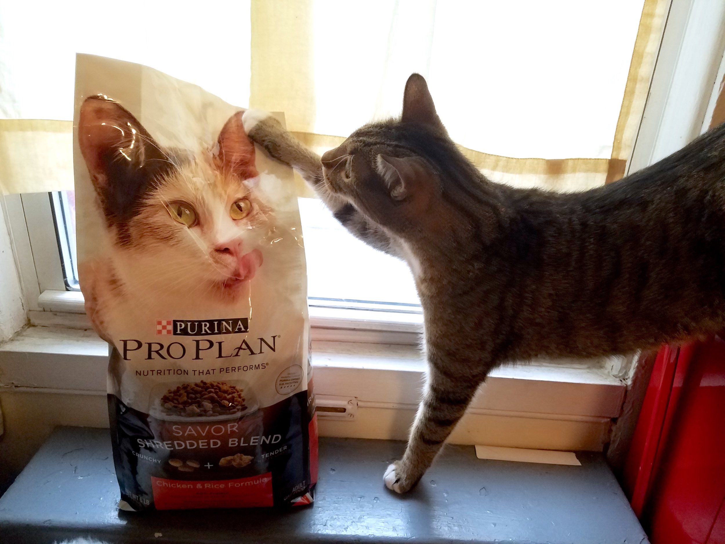 Ma, can you open this thing already?! // Photo: That Cat Blog