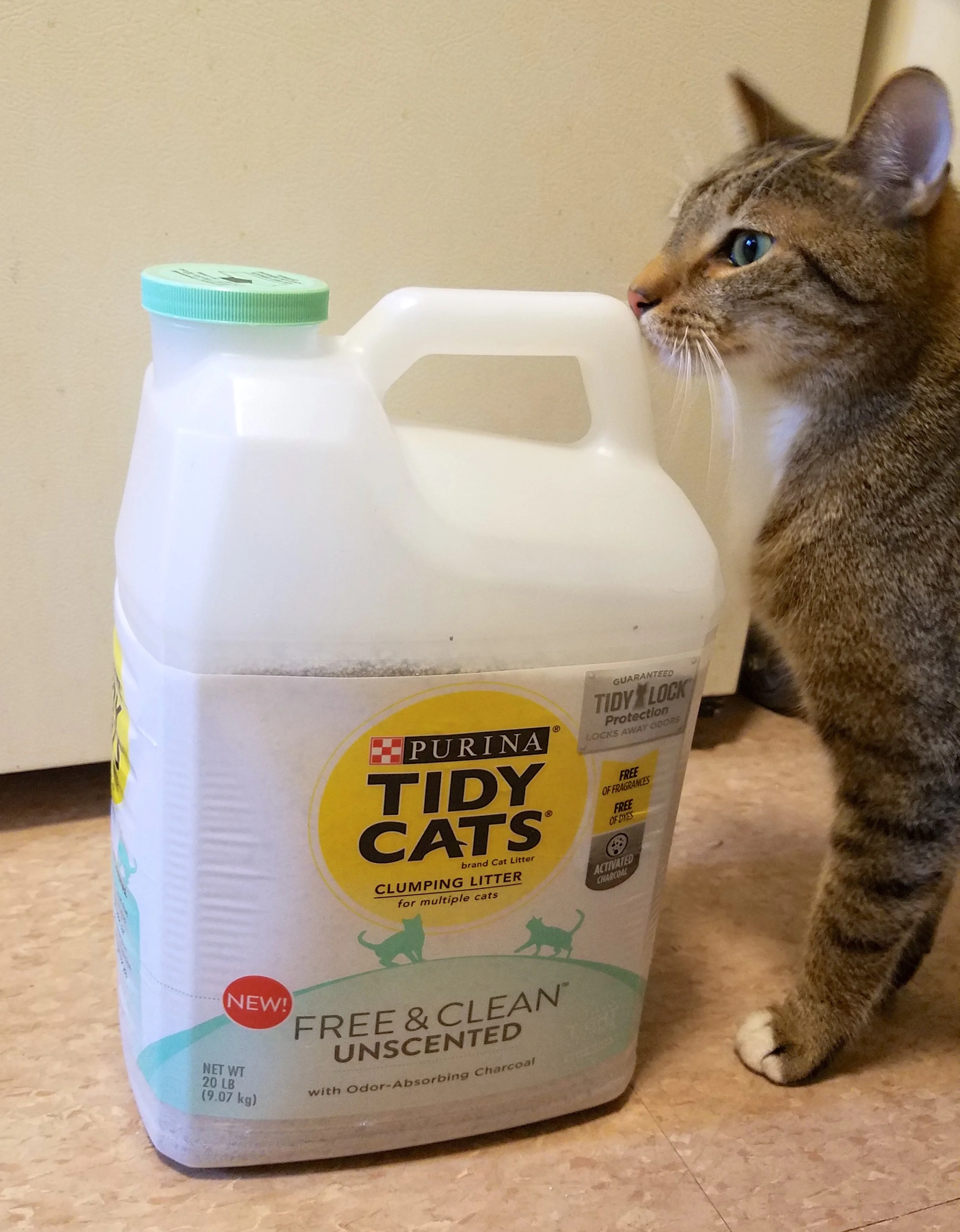Ooooh I cannot wait to soil this pristine litter! // Photo: That Cat Blog