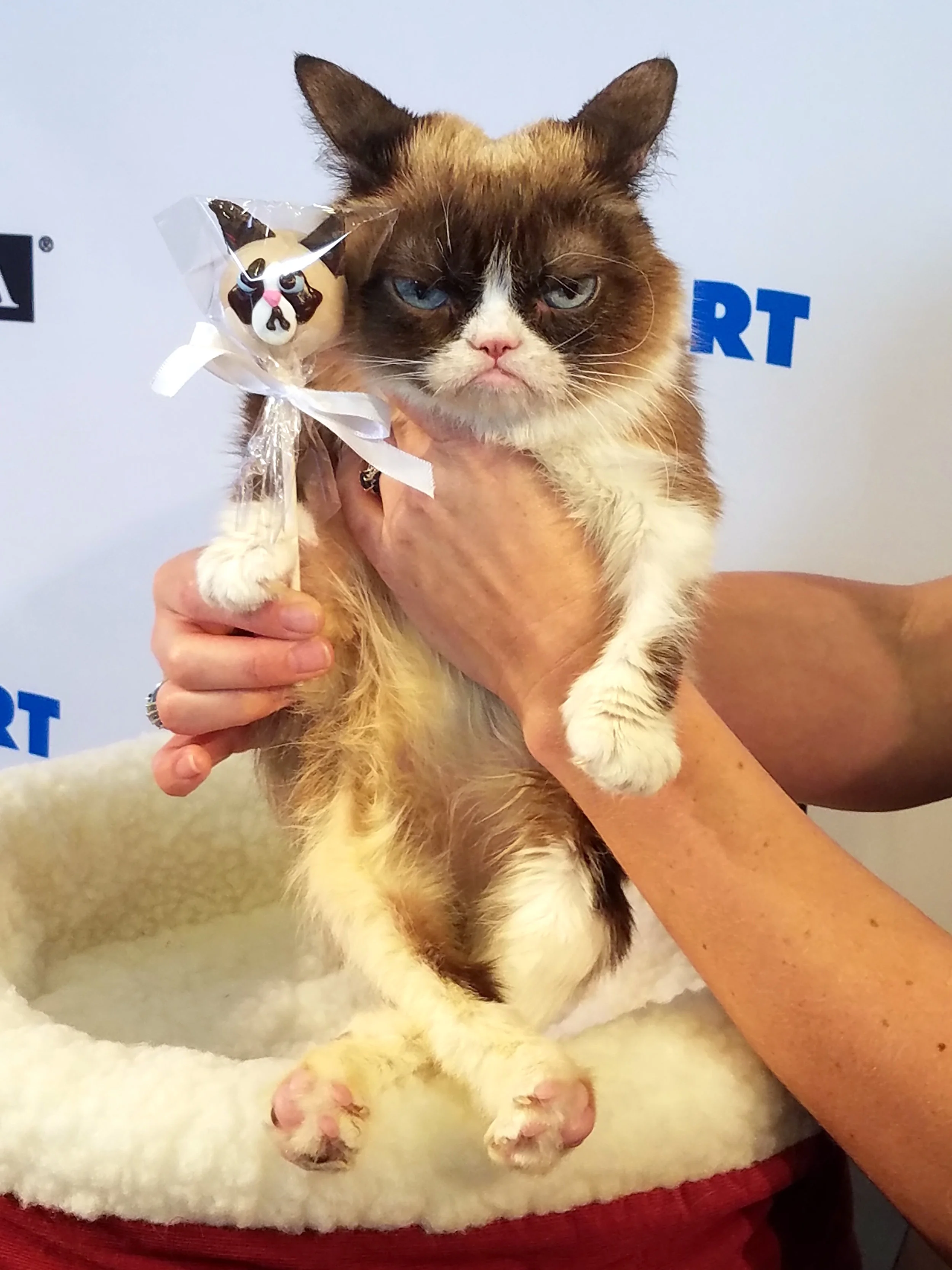 NOT AMUSED. // Photo: That Cat Blog