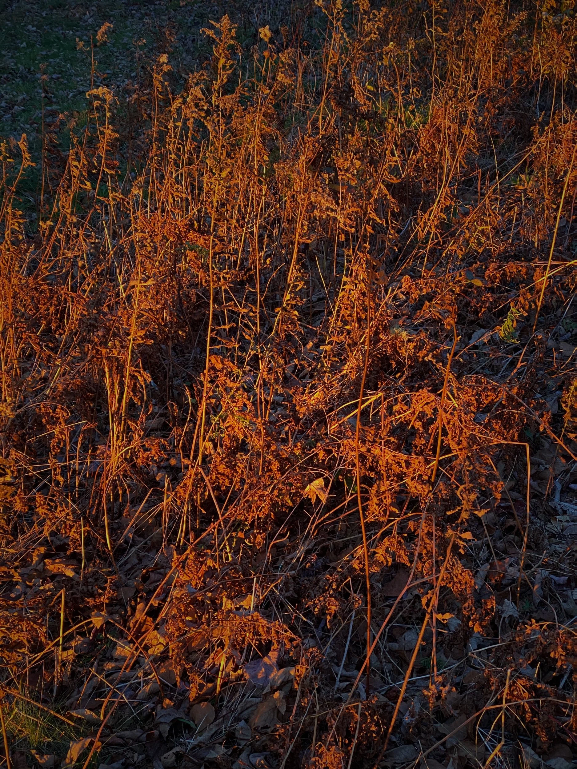 65677904-1EA0-43ED-8424-D8031D7297A0.jpeg