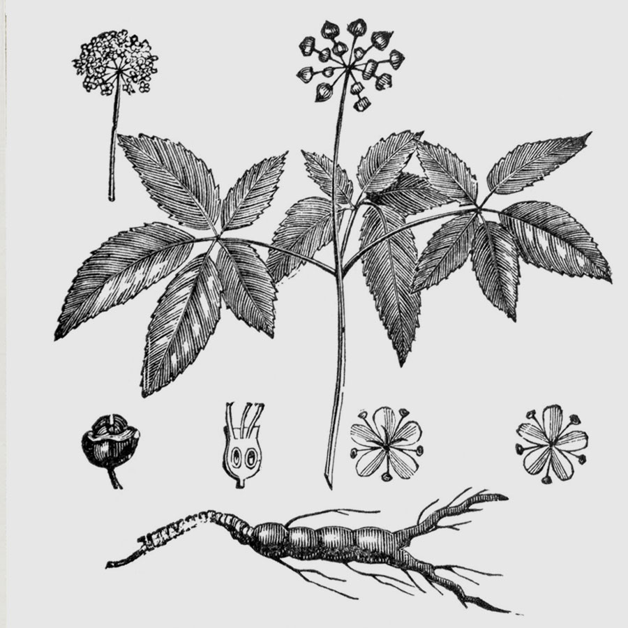 Genseng.jpg