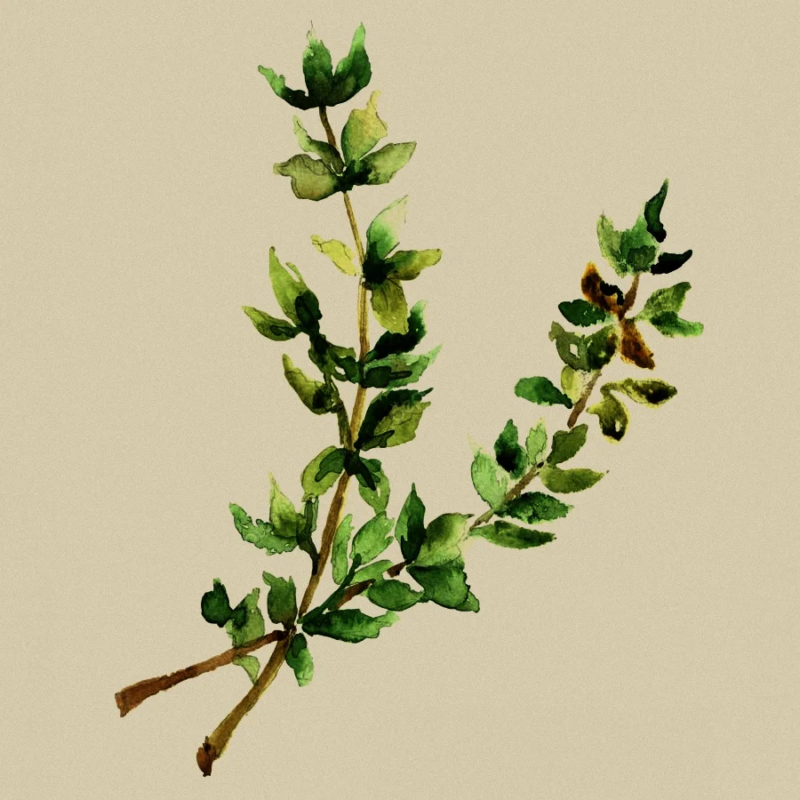 Thyme2.jpg