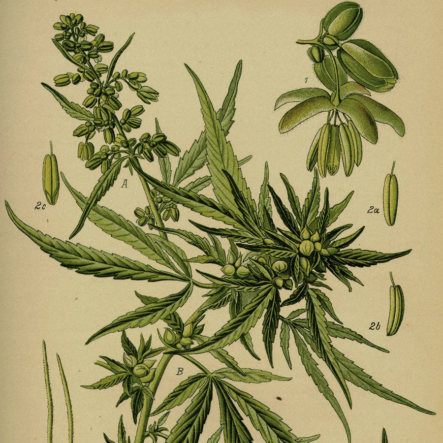 Cannabis_Square2.jpg
