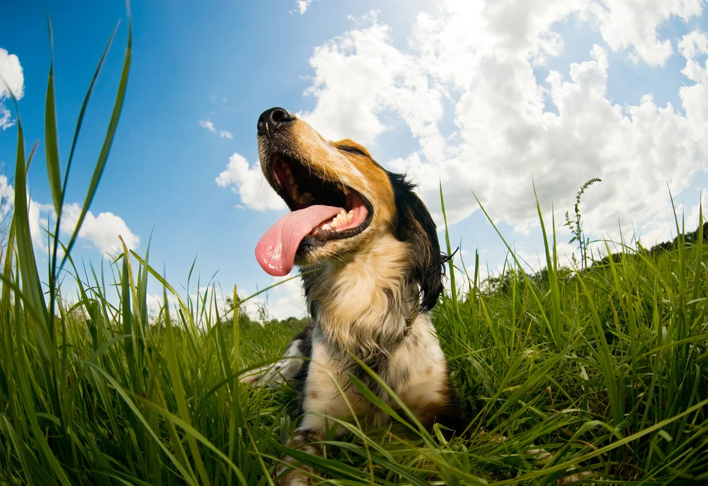 AUG 2019 dog-days of summer.jpg