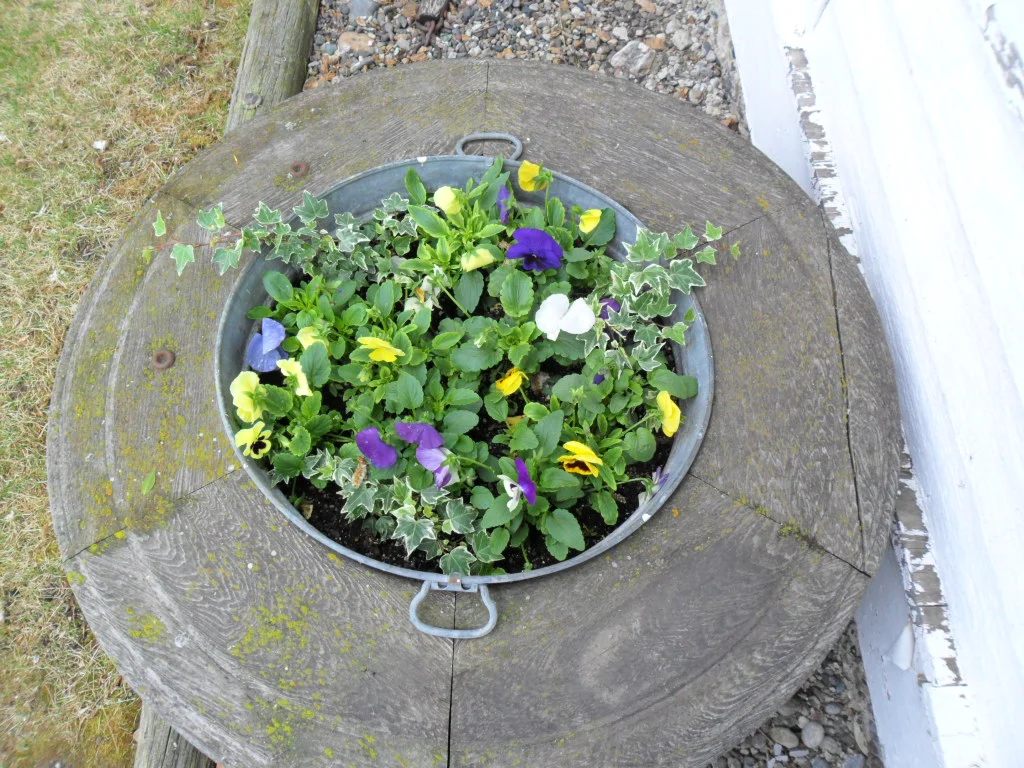 flowers 001.JPG