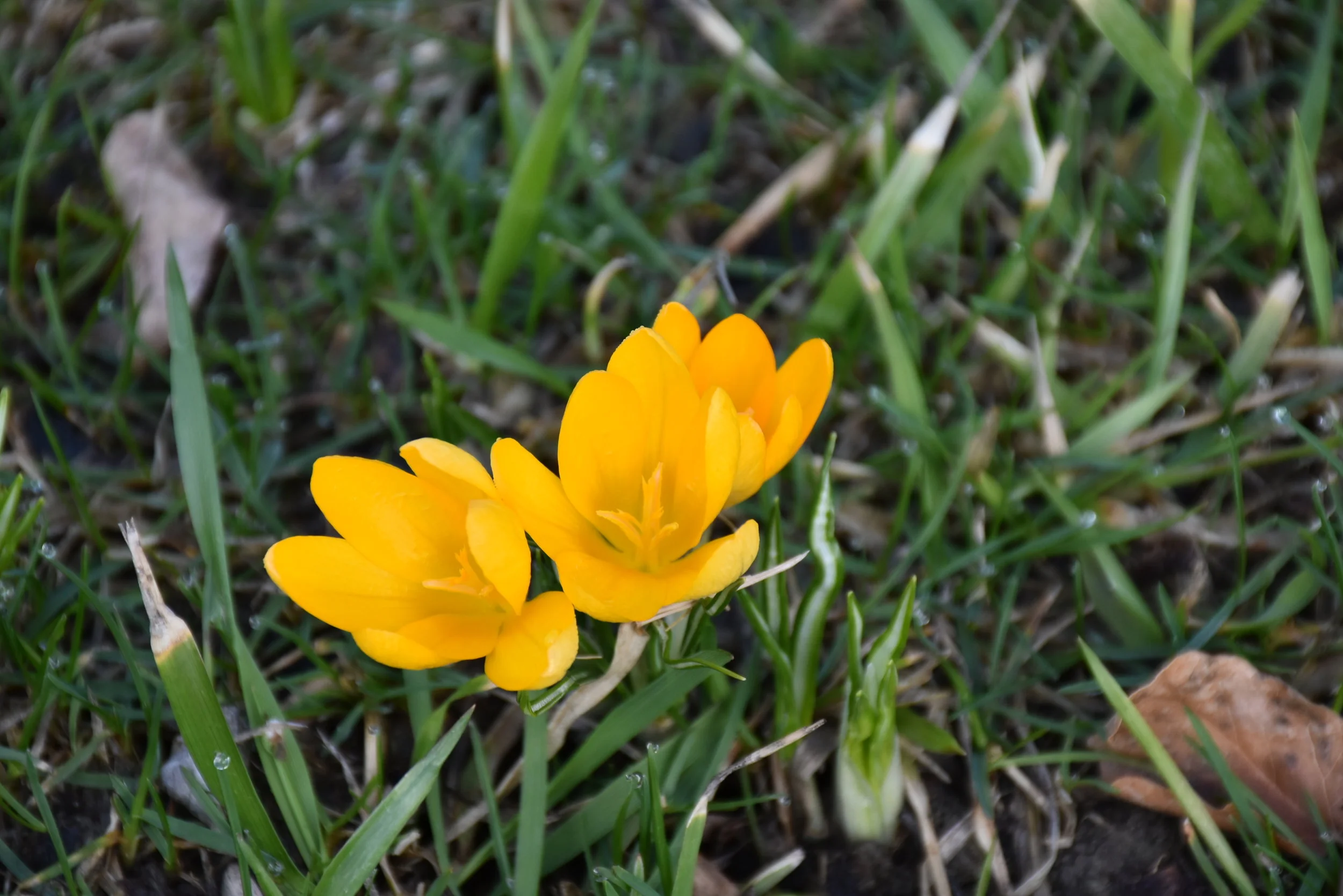 DSC_0185.JPG