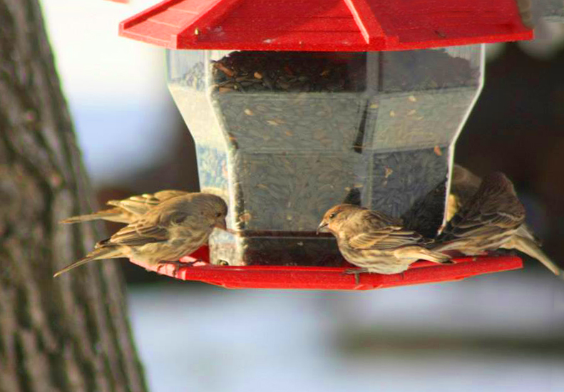 Female House Finches copy.jpg