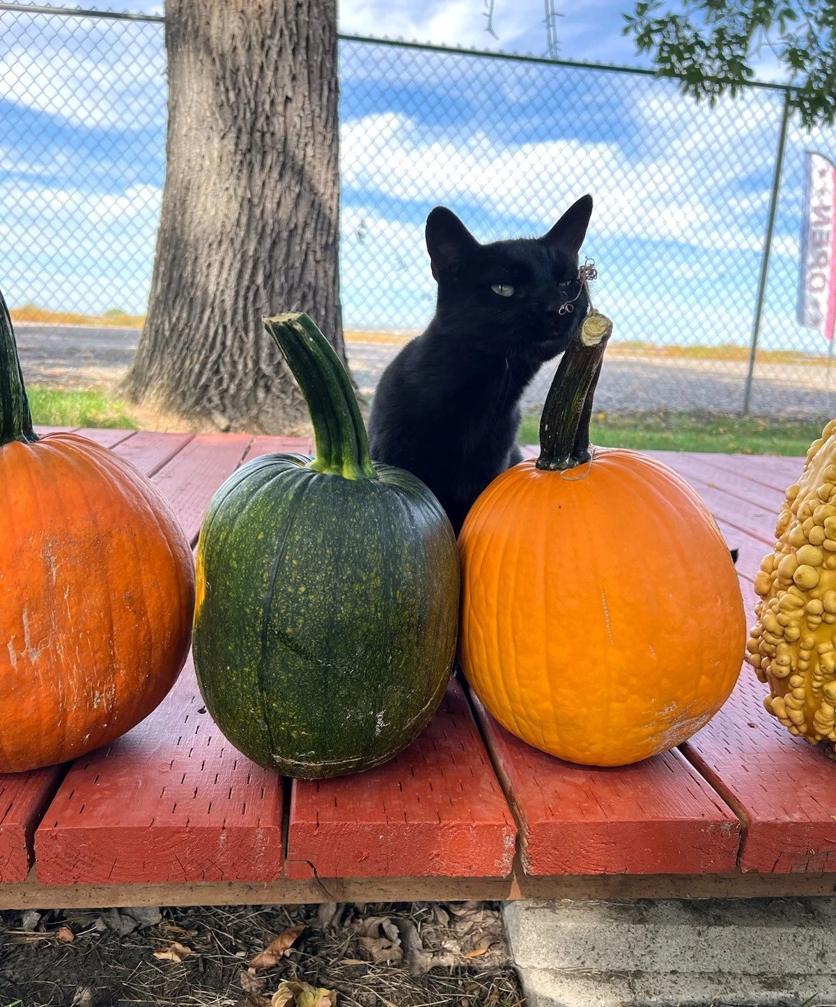 midnight and pumpkin.jpg