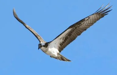 Photo Safari.jpg