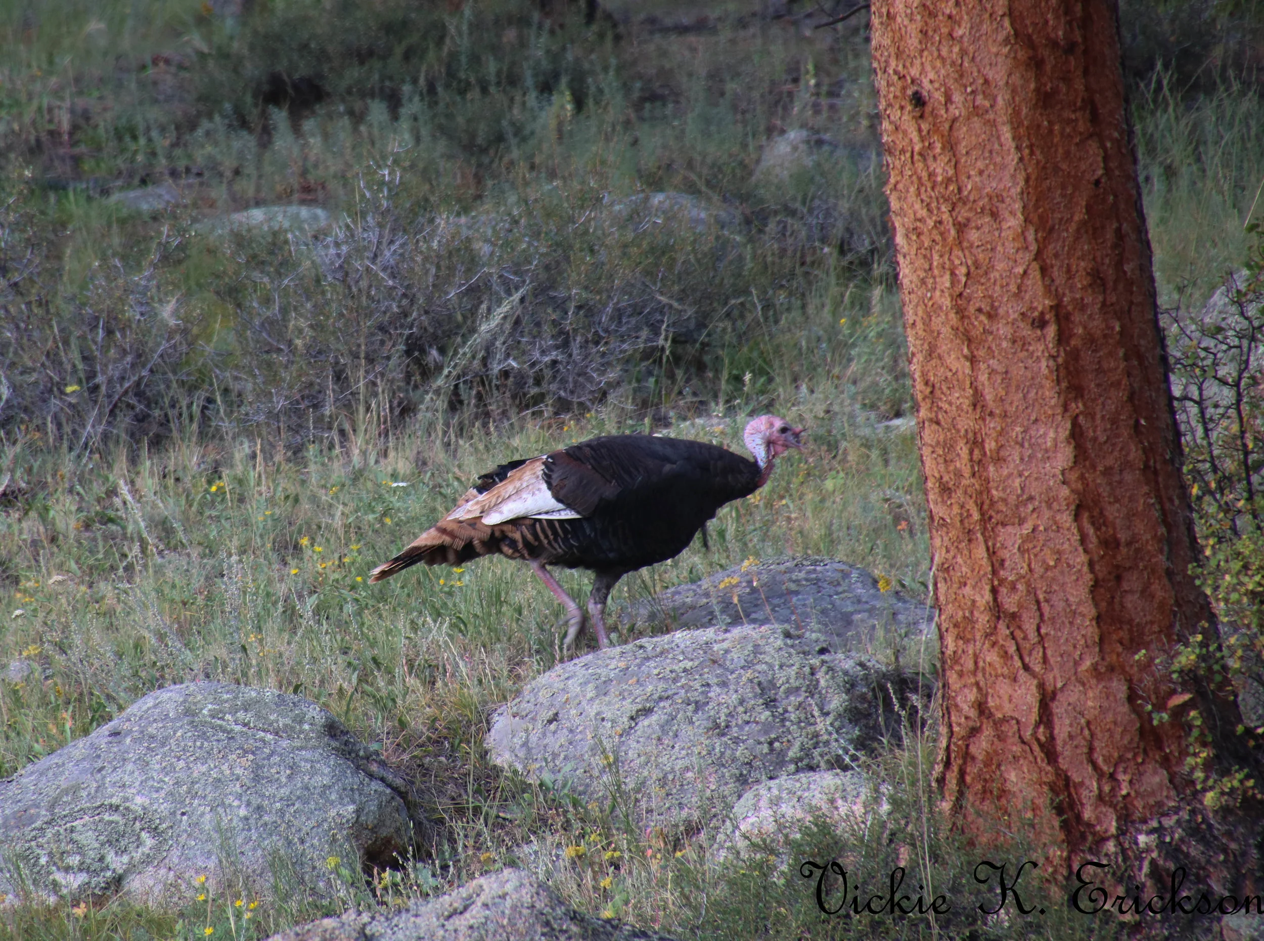 Wild Turkey - Rocky Mountain Safari Tour