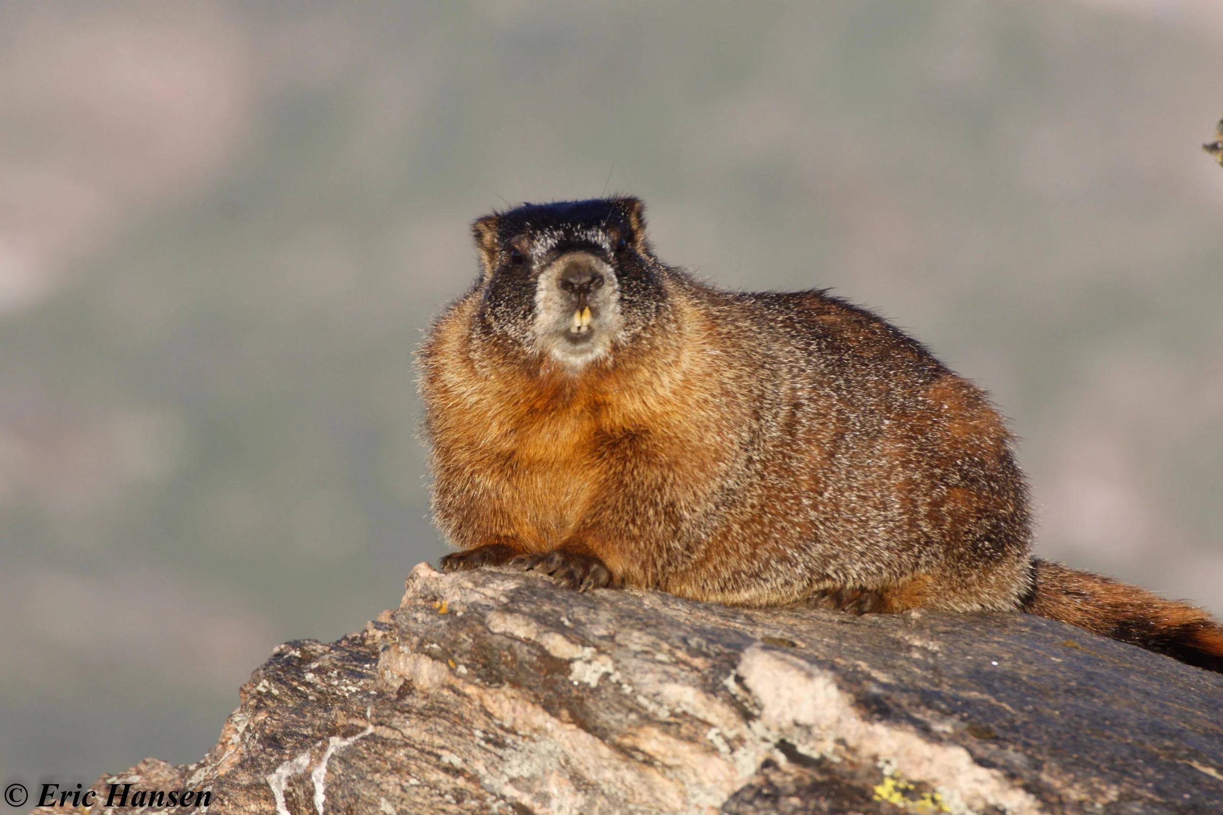 Marmot - Photo Experience Tour