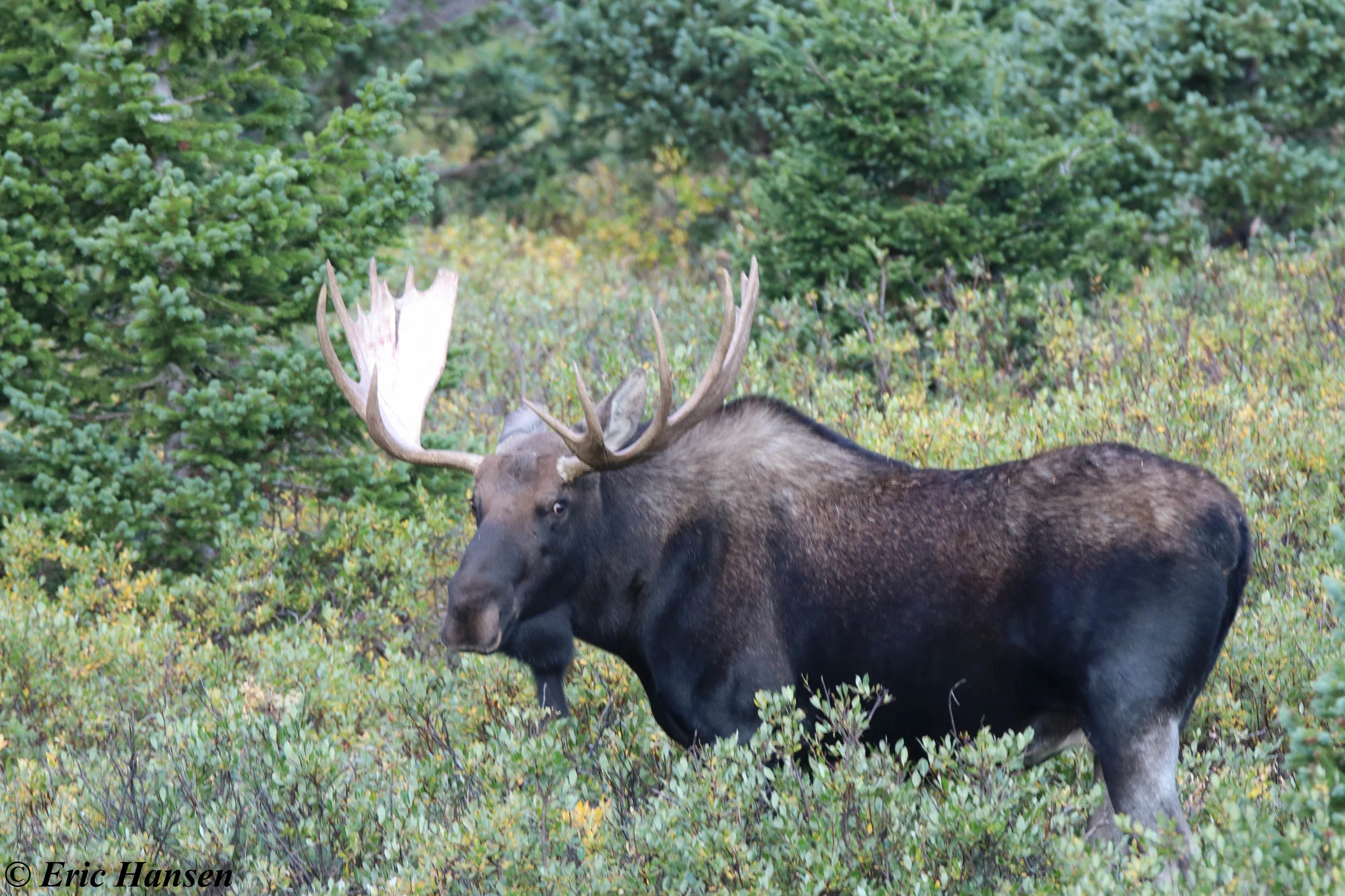 Bull Moose - Photo Experience Tour