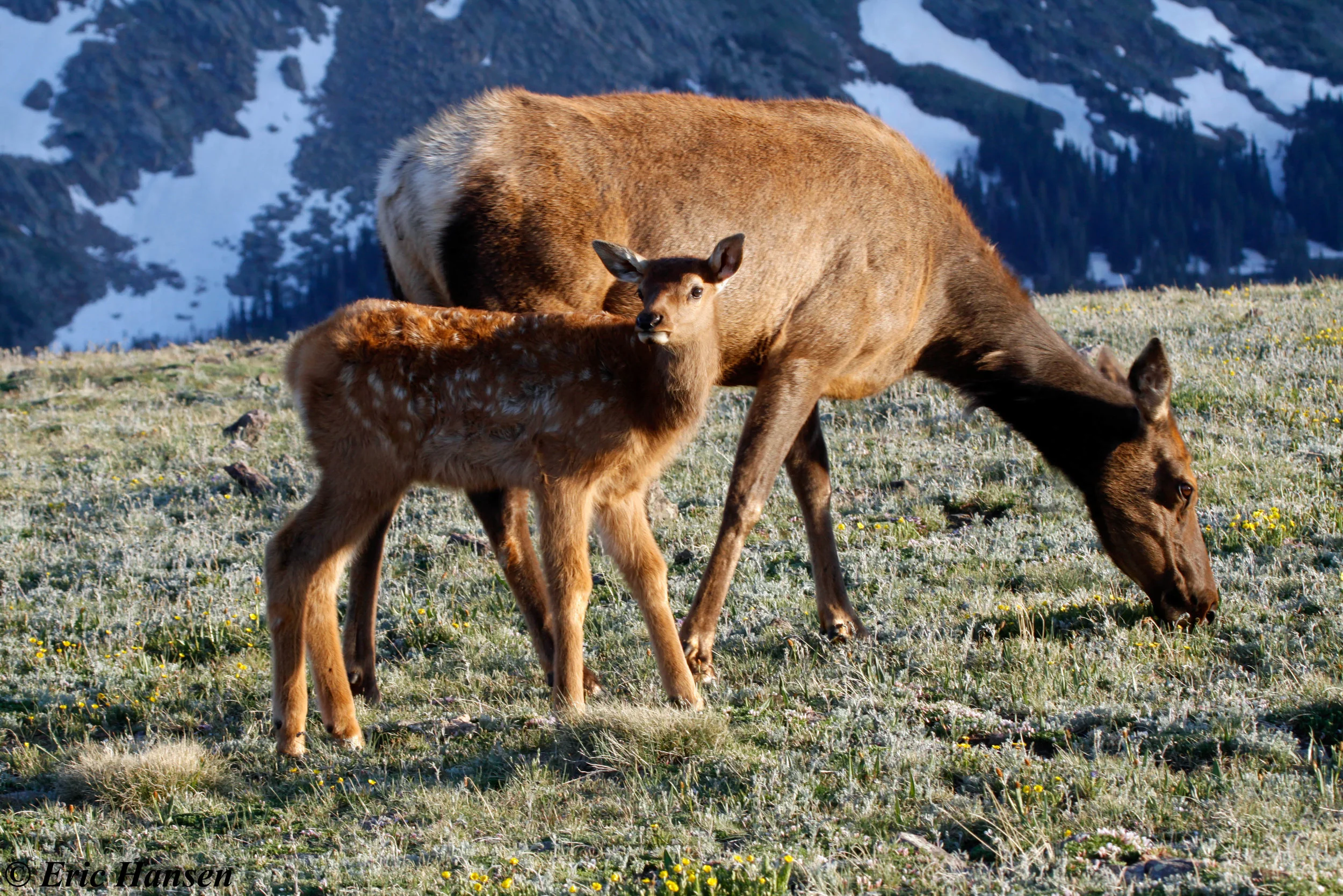 Cow & Calf Elk - Rocky Mountain Safari Tour, Spring