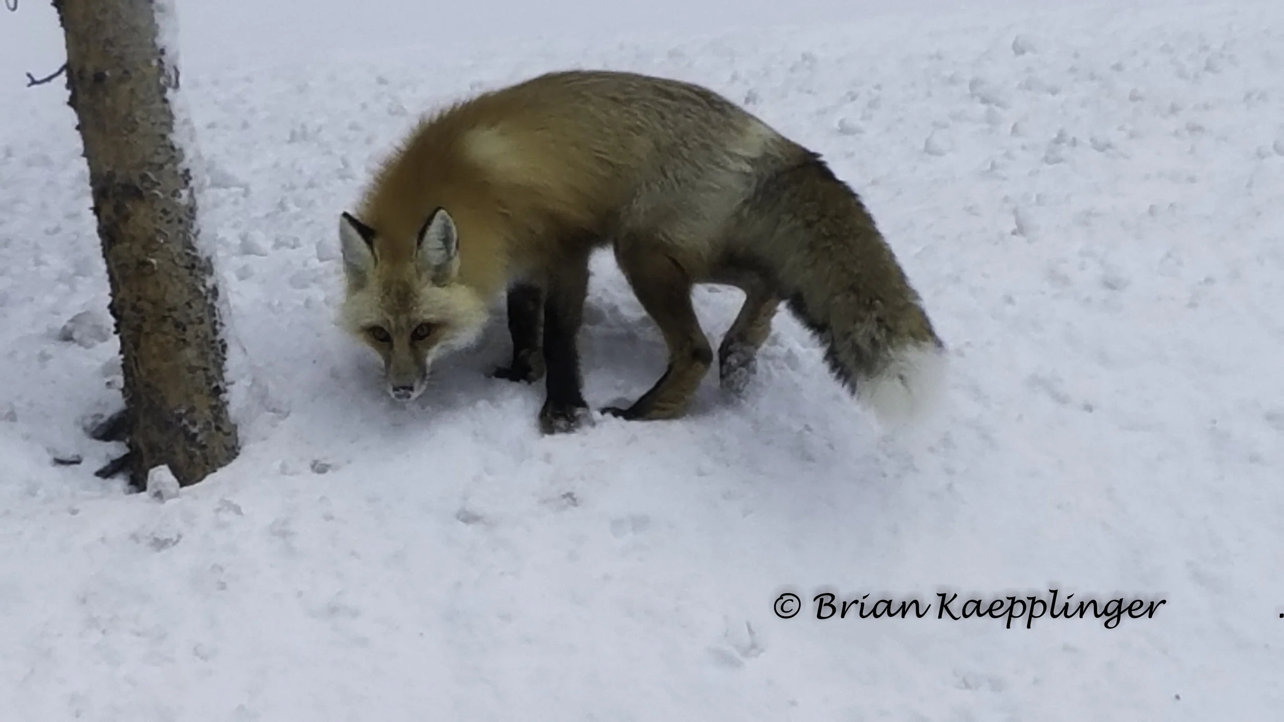 Red Fox - Rocky Mountain Safari Tour, Winter