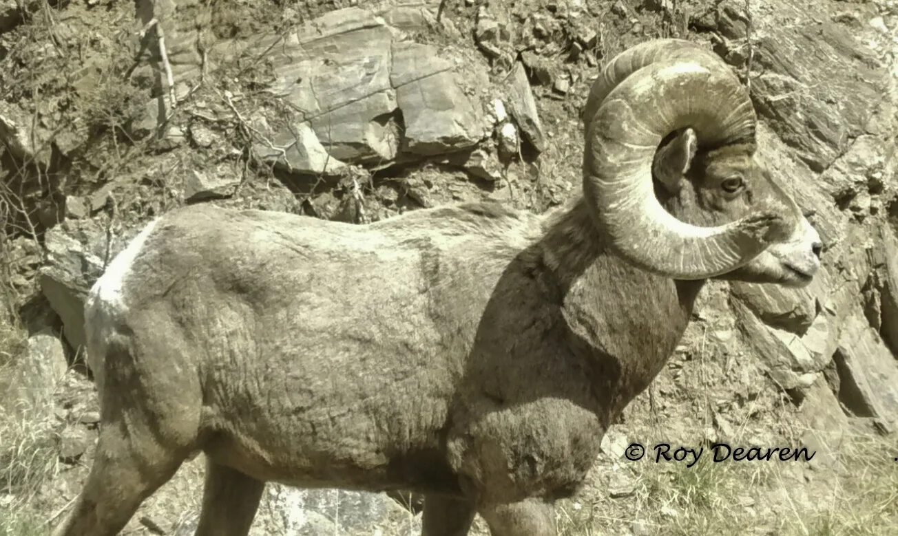 Ram, Big Horn Sheep - Rocky Mountain Safari Tour