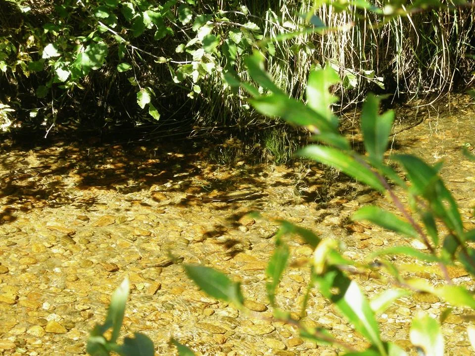 Fingerling Trout - Rocky Mountain Safari Tour