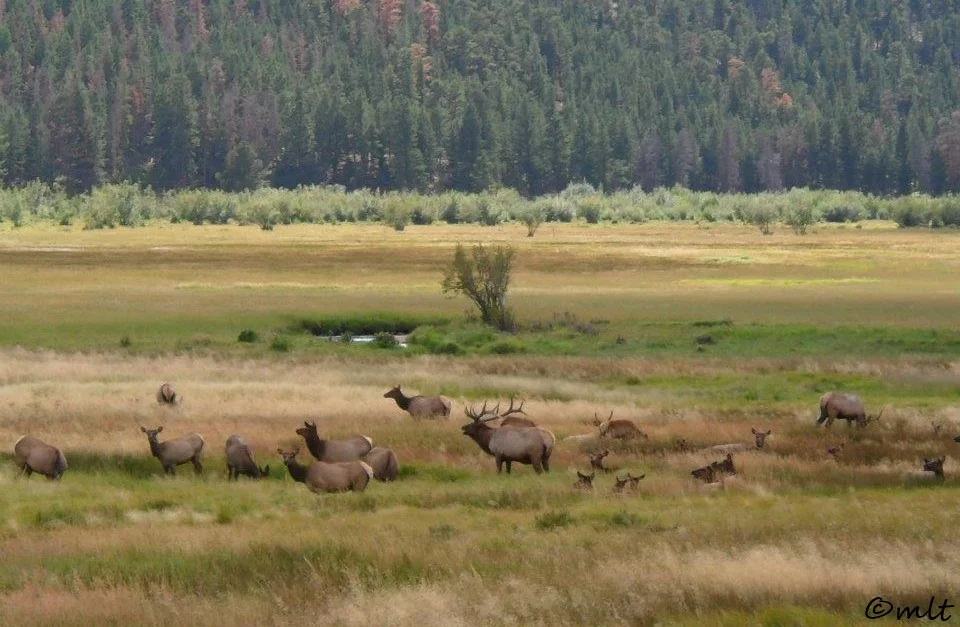 Bull Elk and His Harem - Ruttin' Around Tour