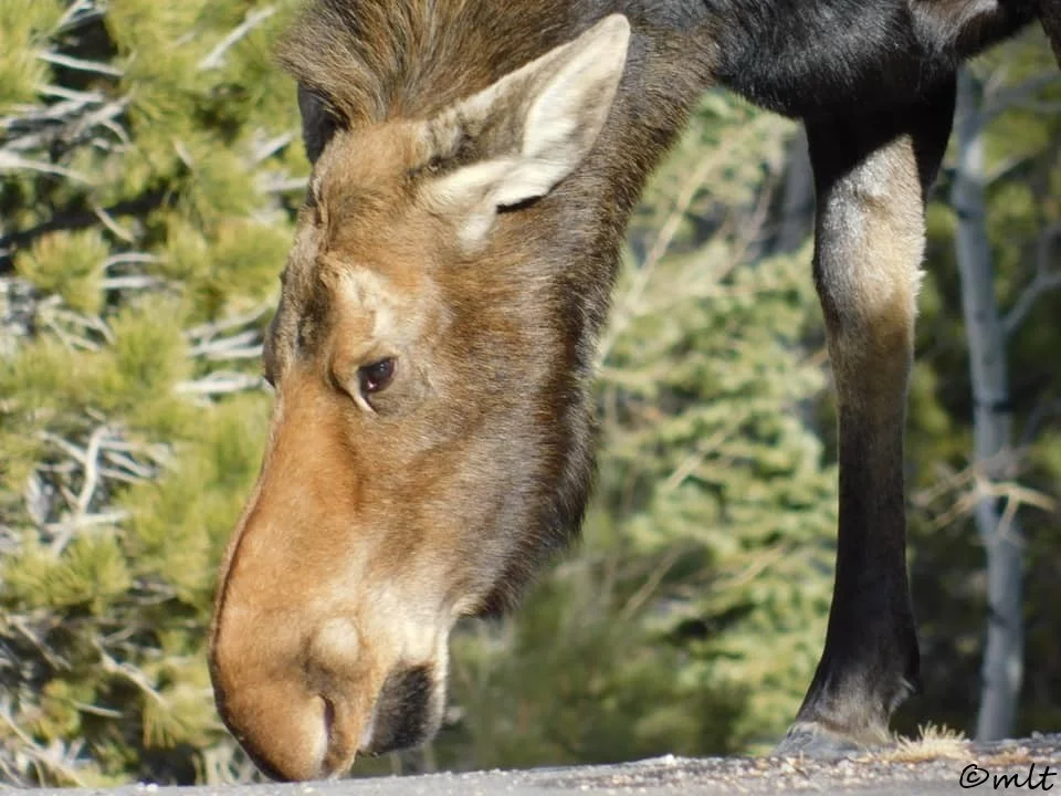 Cow Moose - Off-Road 4x4 Adventure Tour