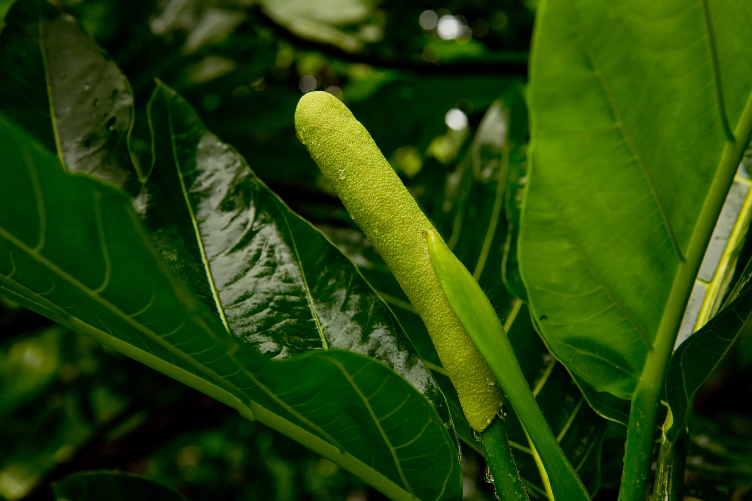Maui-2015-JanVozenilek-1119.jpg