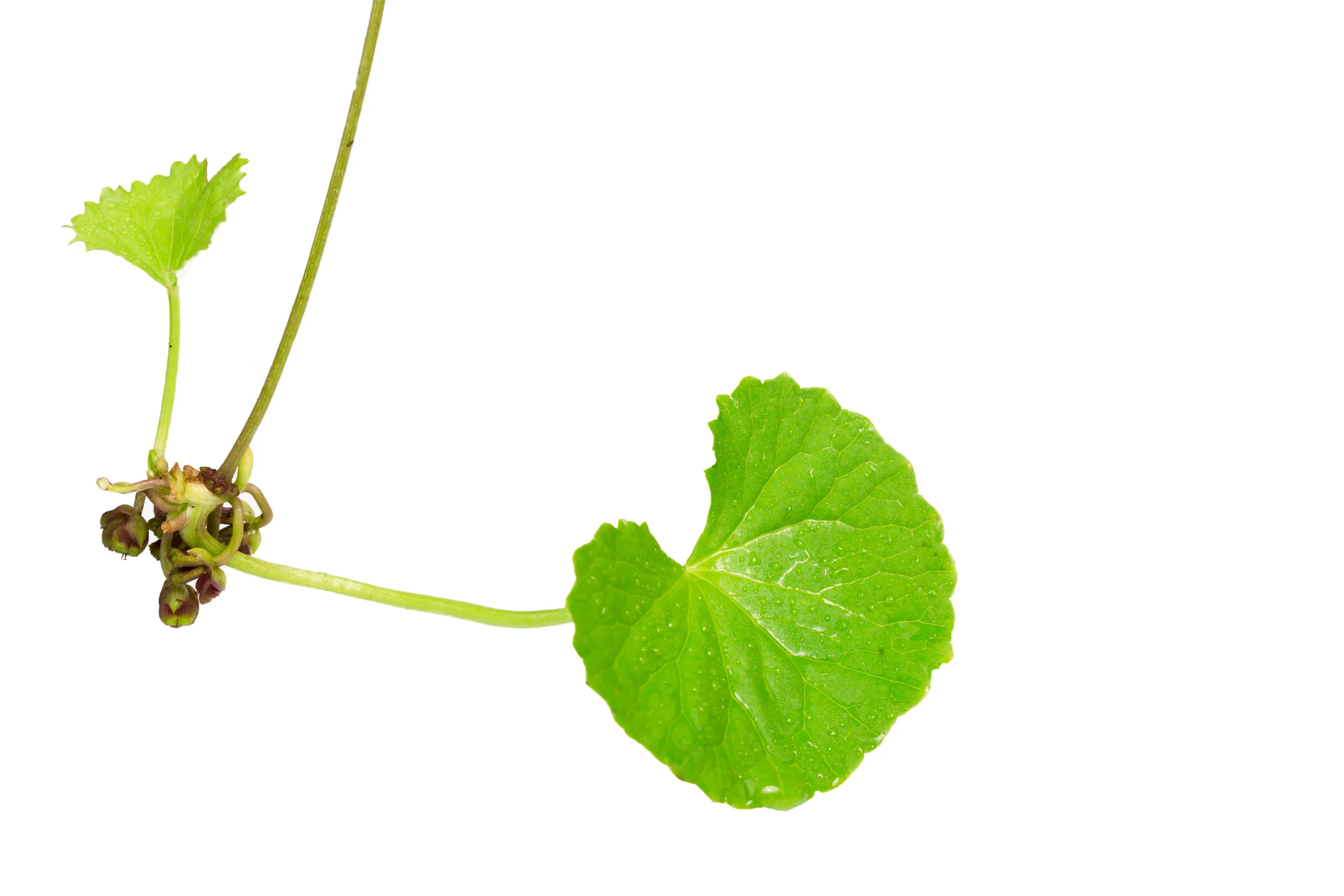 shutterstock_626751746.jpg