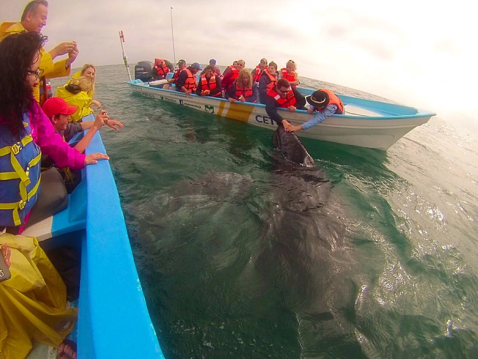 Whale Adventure: Petting Giants
