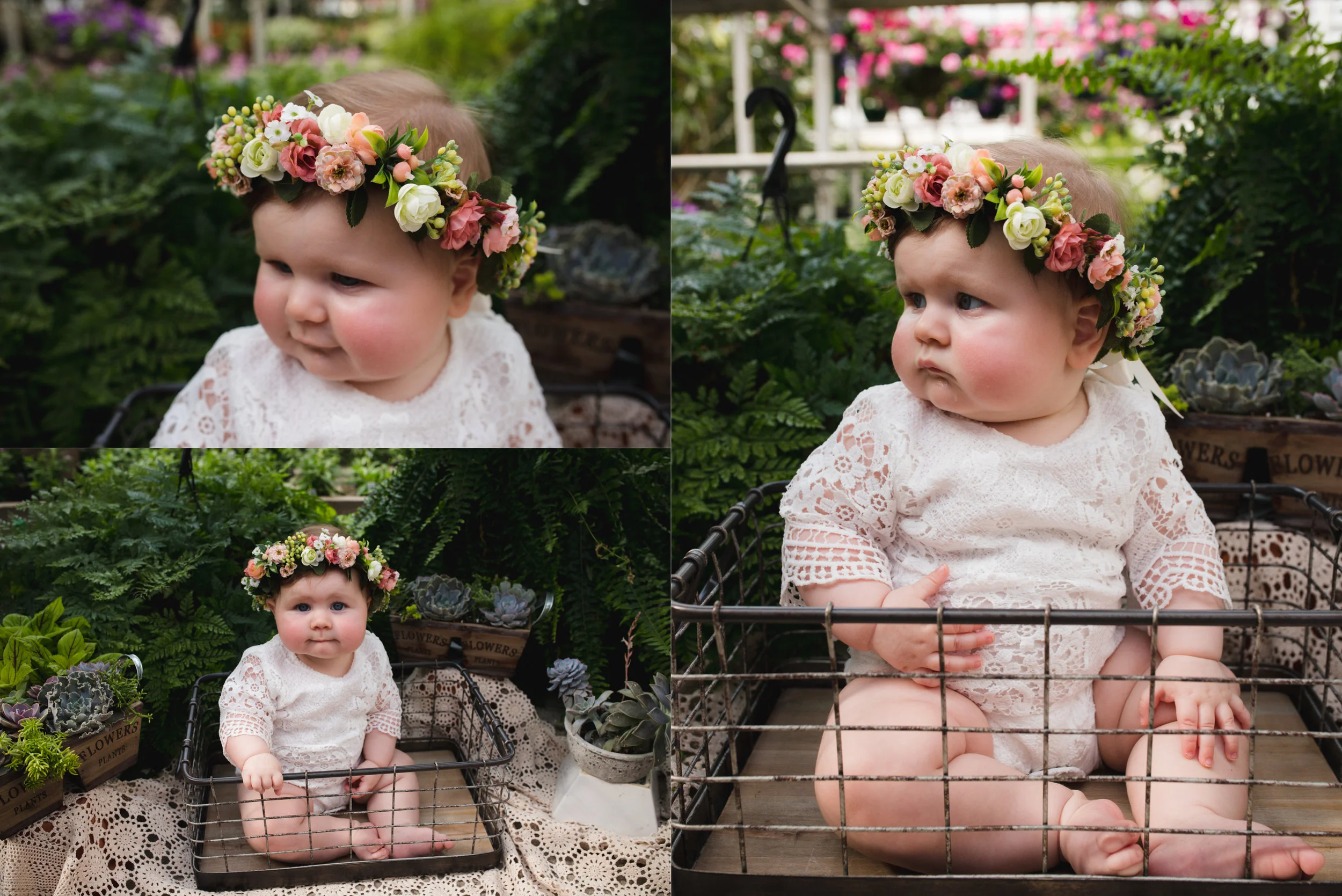 At Pierson's Greenhouse in Cedar Rapids, Iowa a baby girl is sitting in a wire crate around succulents and plants. 