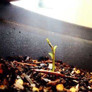 First tea seedling coming up!