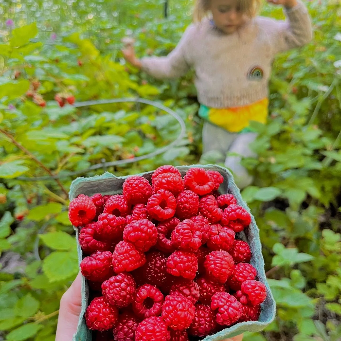 Canes dripping with berries, juice stained smiles, and HEAT&mdash; feels like July in the Gorge!⁣
⁣
We&rsquo;re missing both the @whitesalmonfarmersmarket (today!) and the @hoodriverfarmersmarket (Saturday) this week&mdash; but it&rsquo;s #berryseaso