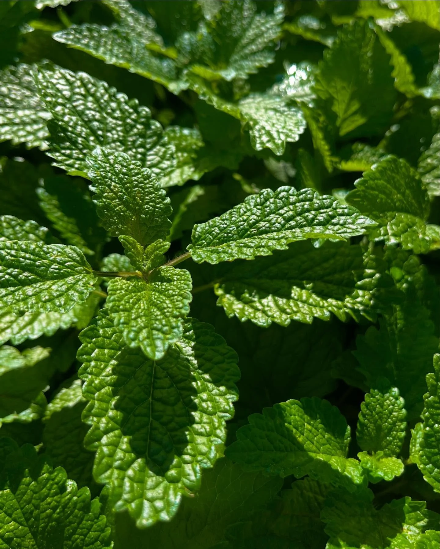 #LemonBalm in the sunshine after the rain 🌦️🌈⁣
⁣
#locallygrown #plantlove #columbiarivergorge #hoodriver #whitesalmonwa #drinkdiscoverthrive #goodmedicinetea