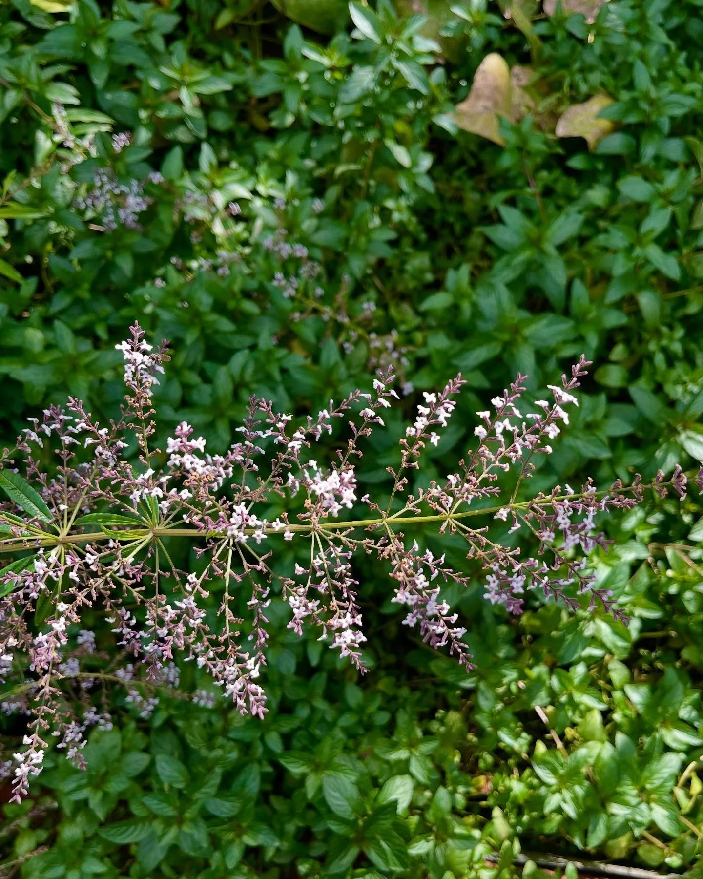 Watching the (still blooming) #LemonVerbena reeeeaaaachiiiiiing over the mint makes me smile ☀️🌸🌿⁣
⁣
#summerorfall #plantfriends #octobersunshine #tealove #hoodriver #whitesalmonwa #columbiarivergorge #drinkdiscover #goodmedicinetea