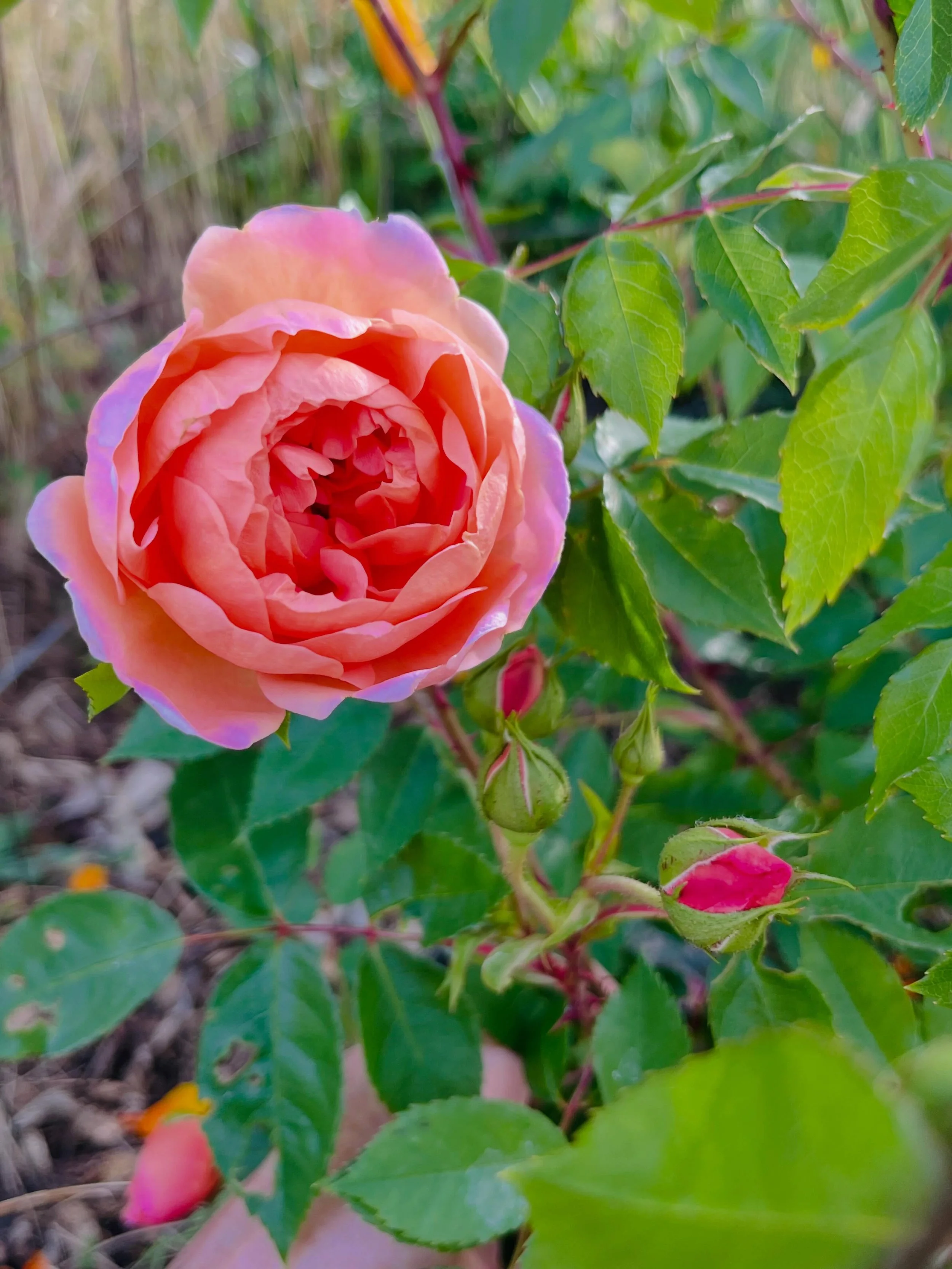 #RoseLove ⁣
⁣
There&rsquo;s a ton to love about rose petal tea, but in this moment, I&rsquo;m feeling (and needing) the comforting, uplifting, strengthening qualities of rose.⁣
⁣
Honestly, just hanging out in the garden with our roses, like this beau