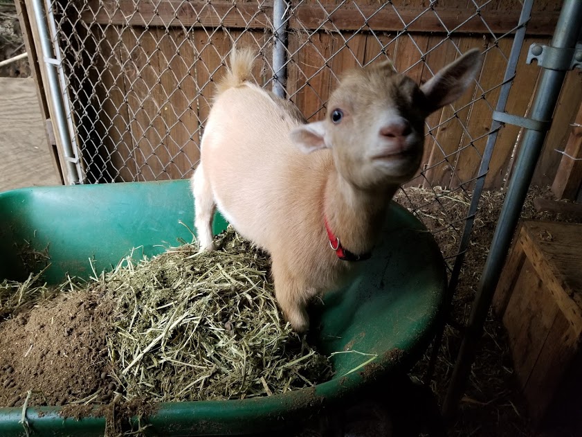 Barn Tour! — Gifts from Goats