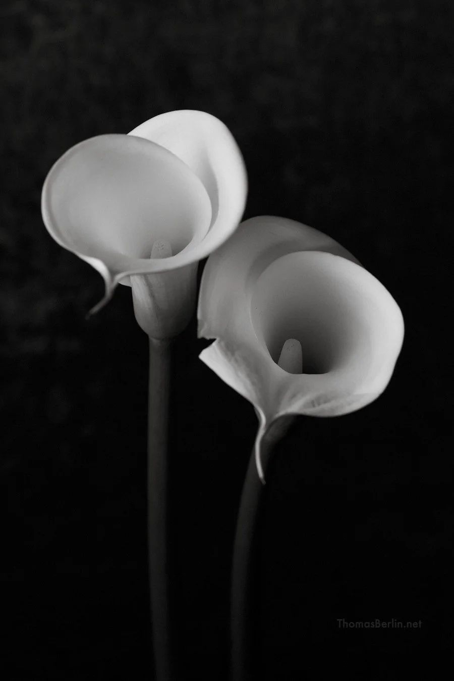 IN ThomasBerlin.net 2026 02 Stilleben MF PanF  und FP4 A1_04360.jpg