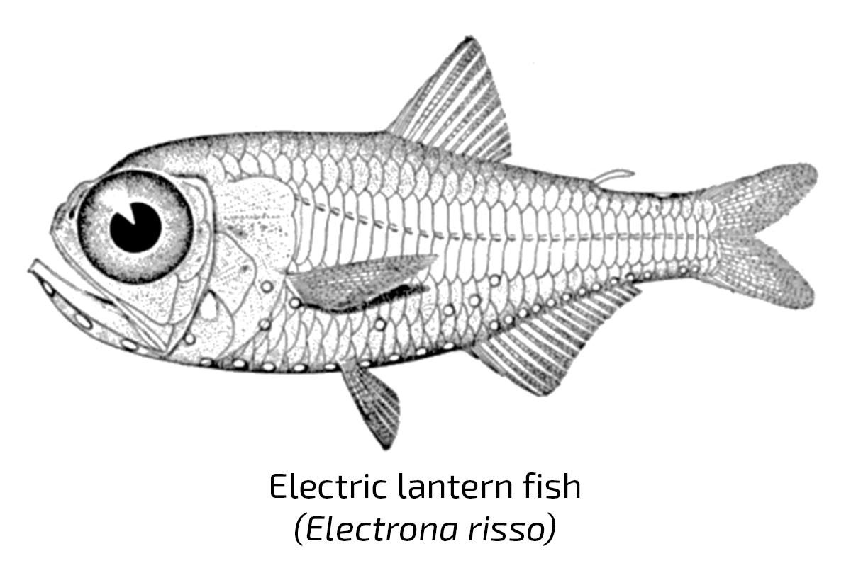 electrona risso.jpg