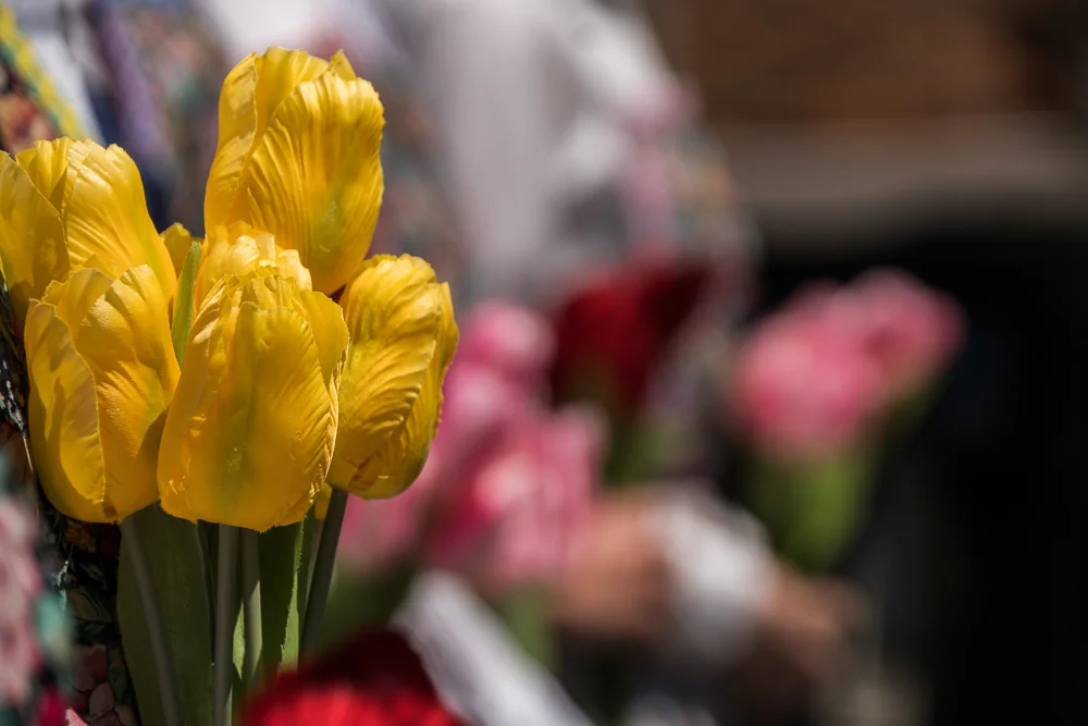 Tulip Festival 2017