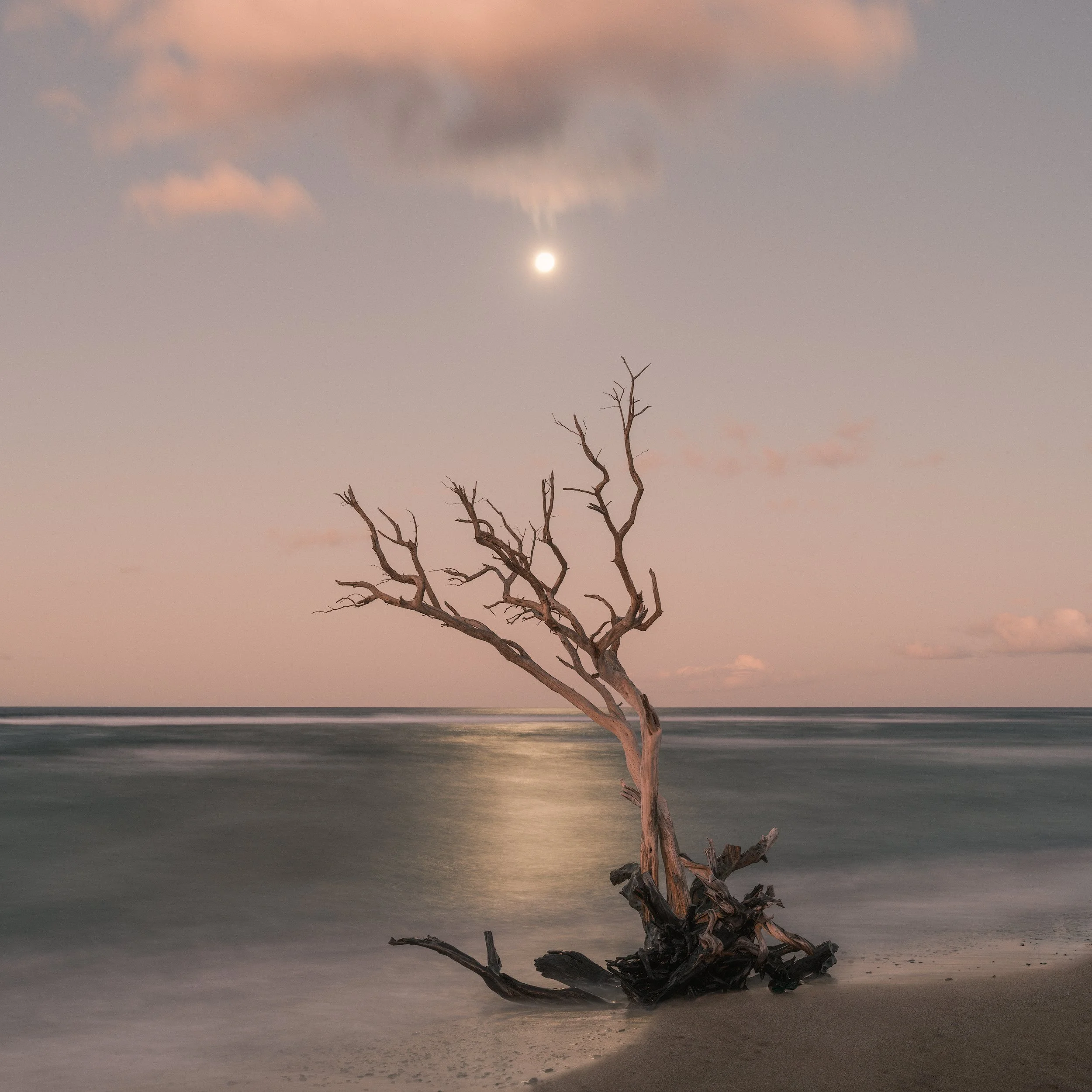 TIDEWOOD MOON