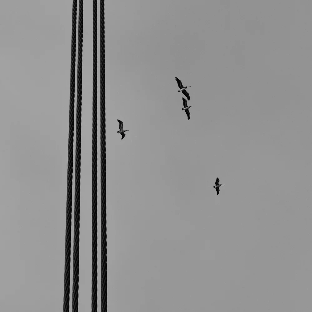 FOUR BIRDS