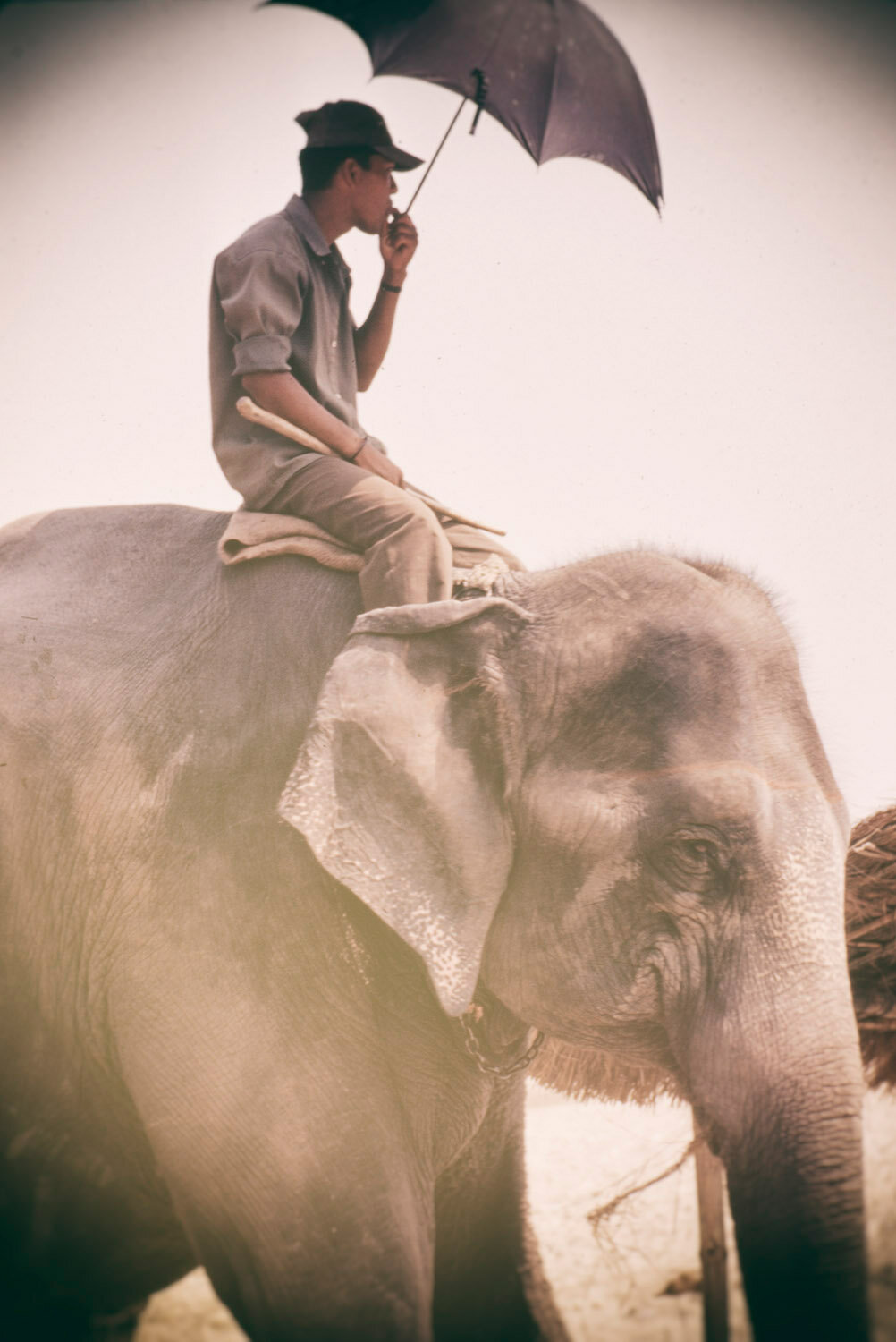 MAN ON ELEPHANT.1500PX.jpg