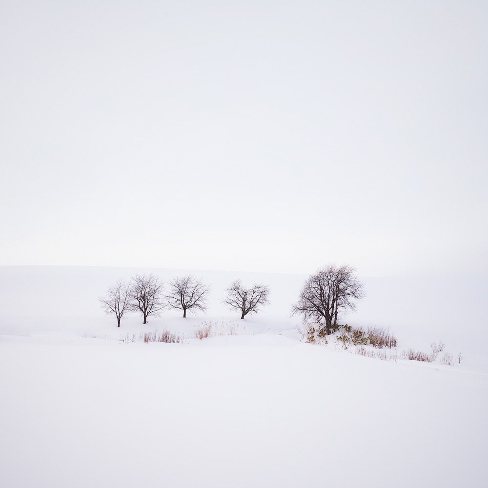 FIVE TREES IN SNOW.1000PX.jpg