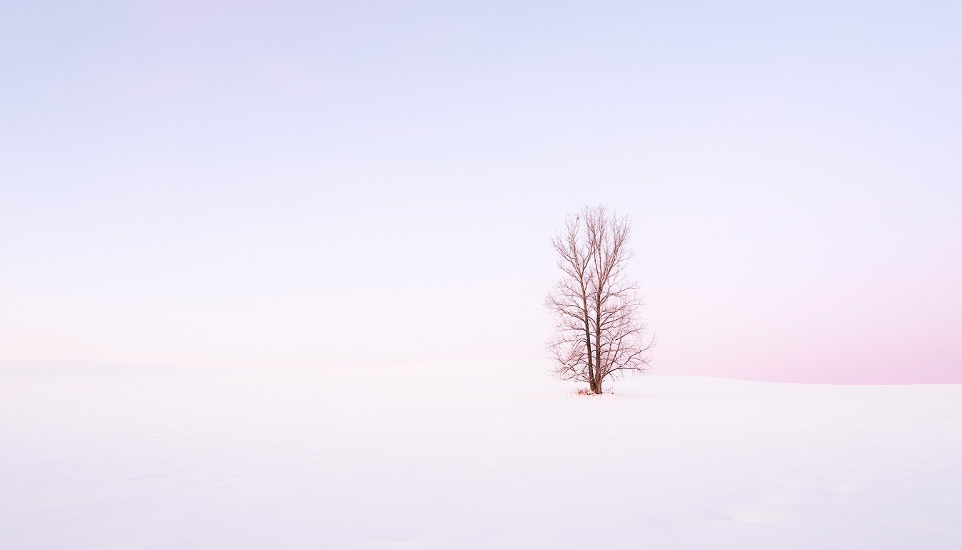 SPLIT TREE IN SNOW.1350PX.jpg
