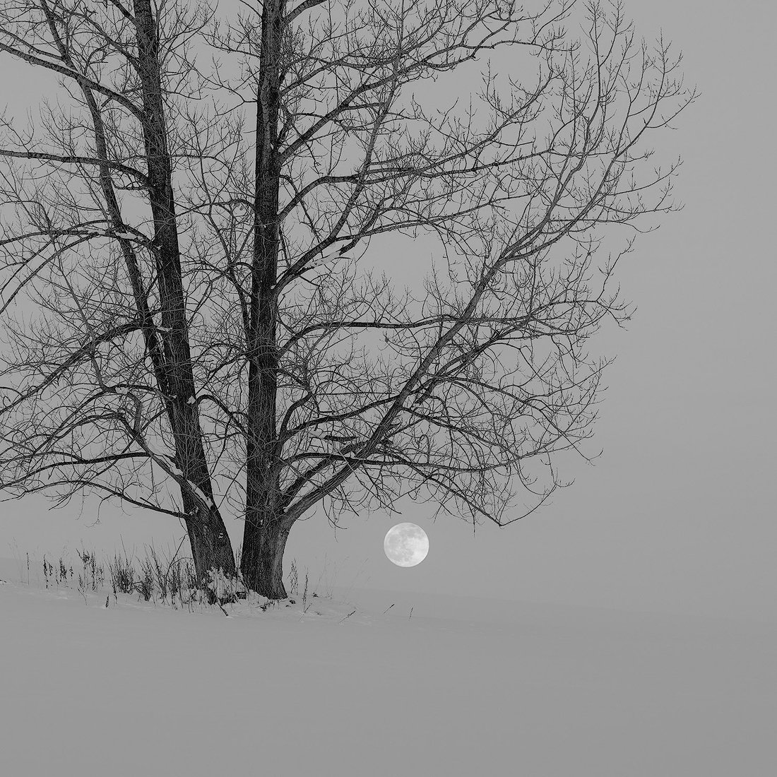 THE MOON CANNOT BE STOLEN.1100PX.jpg