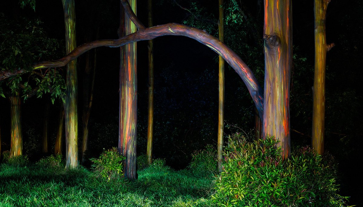 PAINTED FOREST.2019.1200PX.jpg