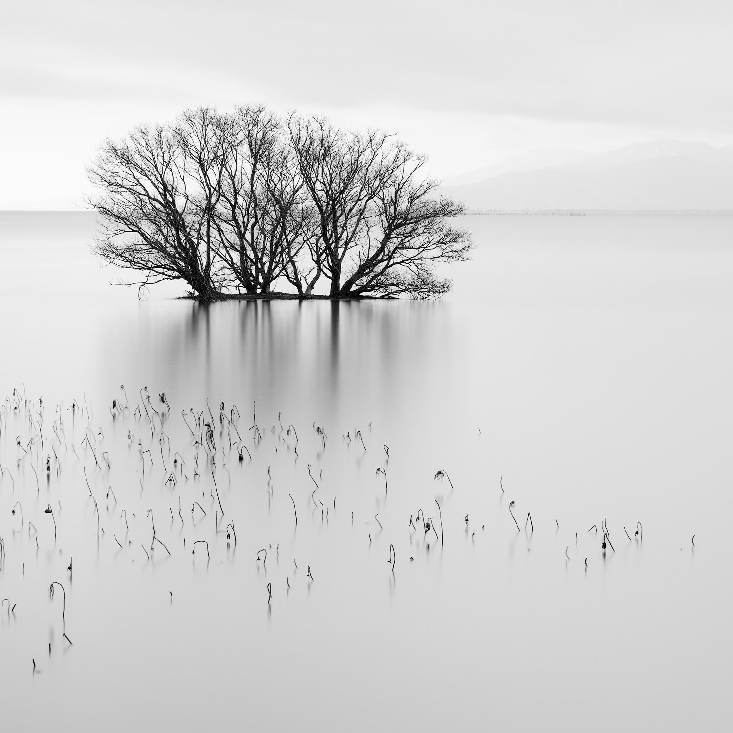 TREES AND REEDS.1500PX.jpg