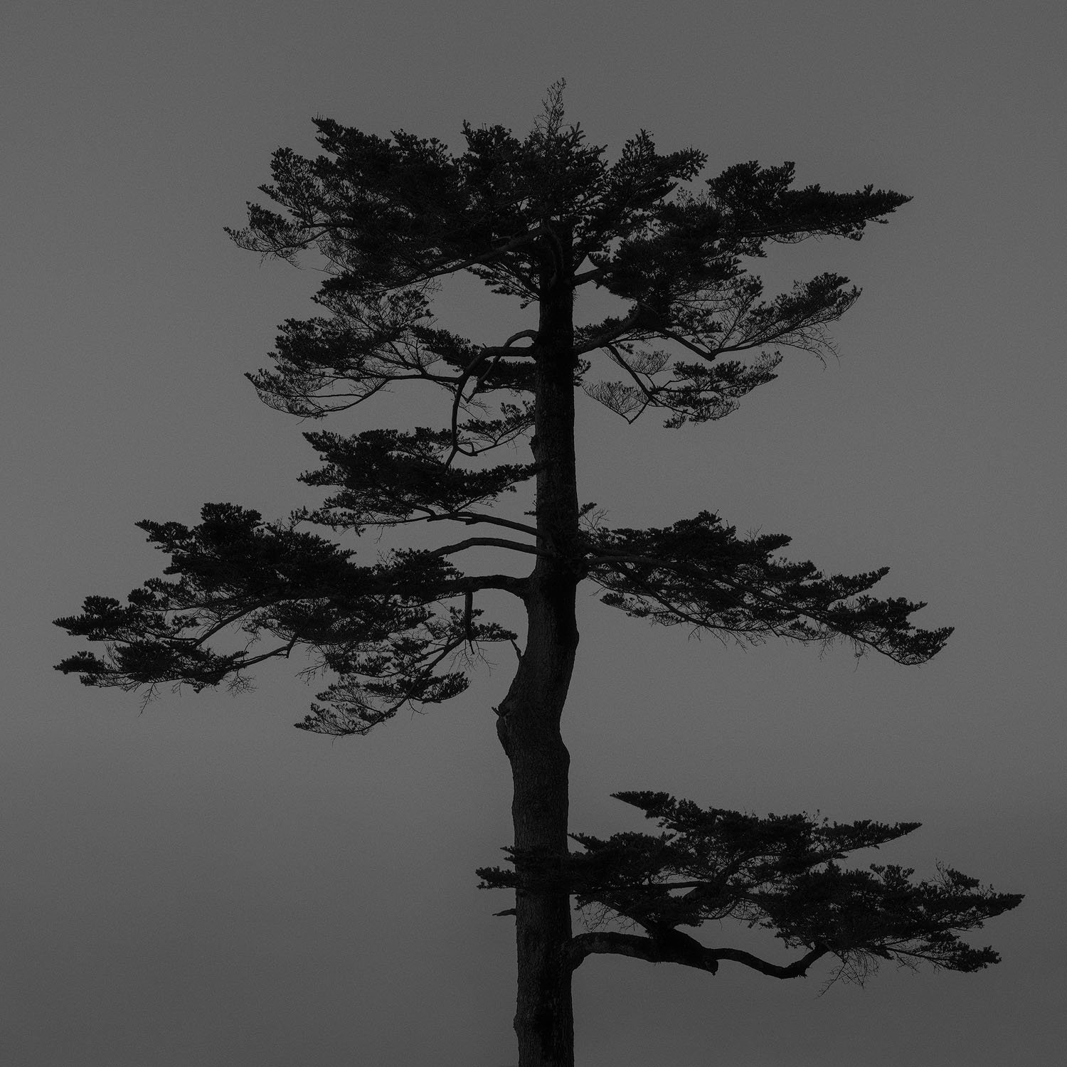 LONE TREE.1500PX.jpg