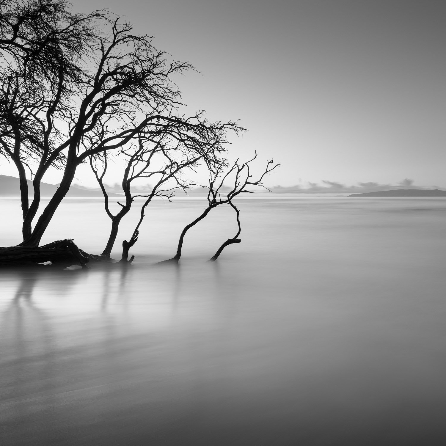 COASTAL TREE_DAY.1500PX.jpg