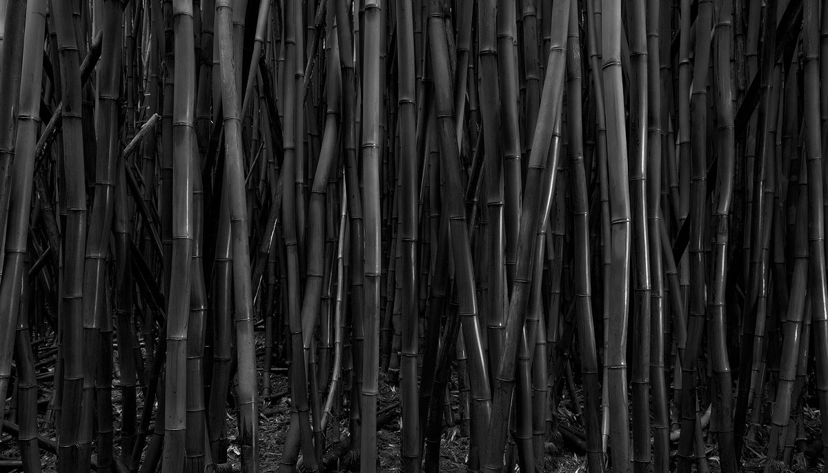 NIGHT BAMBOO.1200PX.jpg