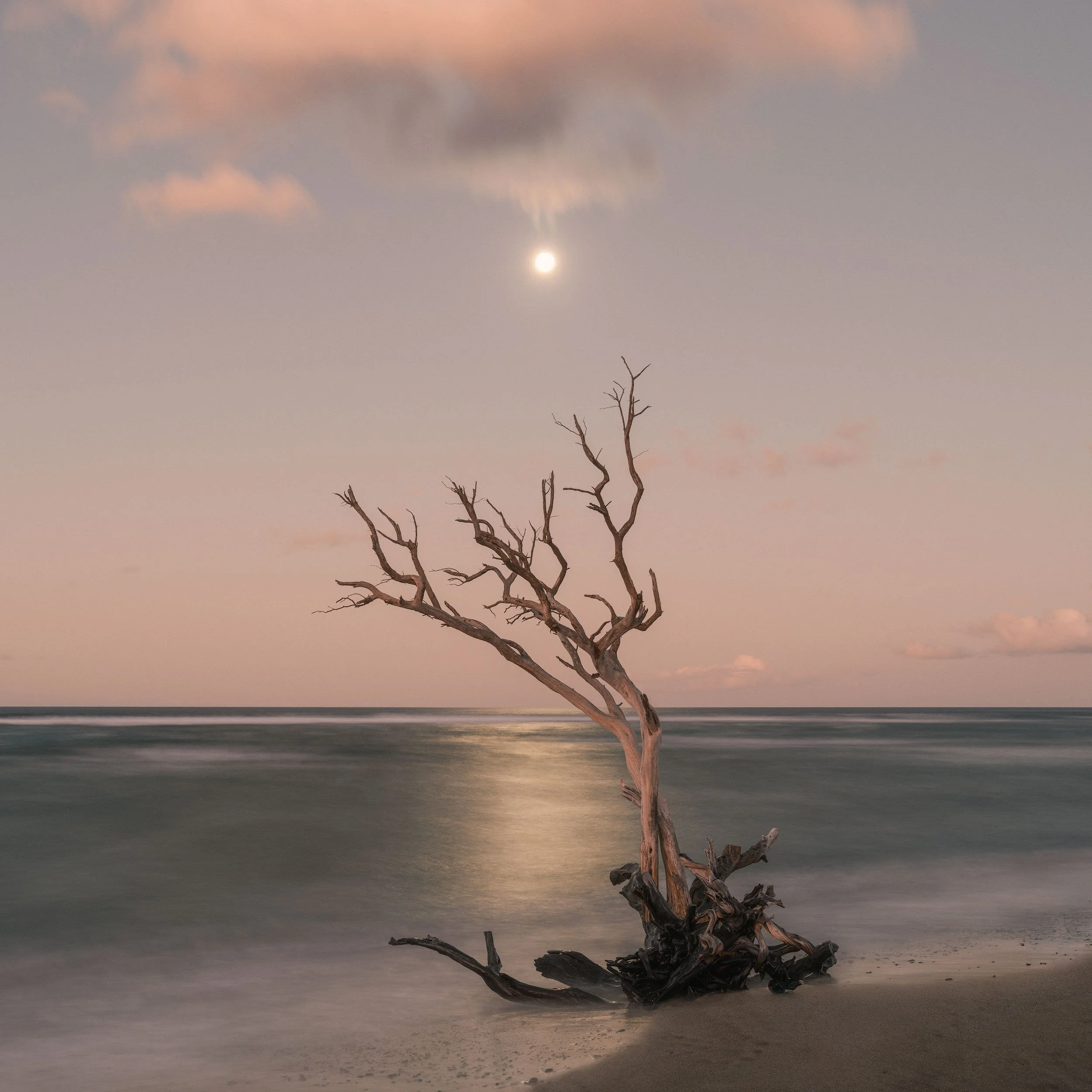 TIDEWOOD MOON.2500PX-GR.jpg