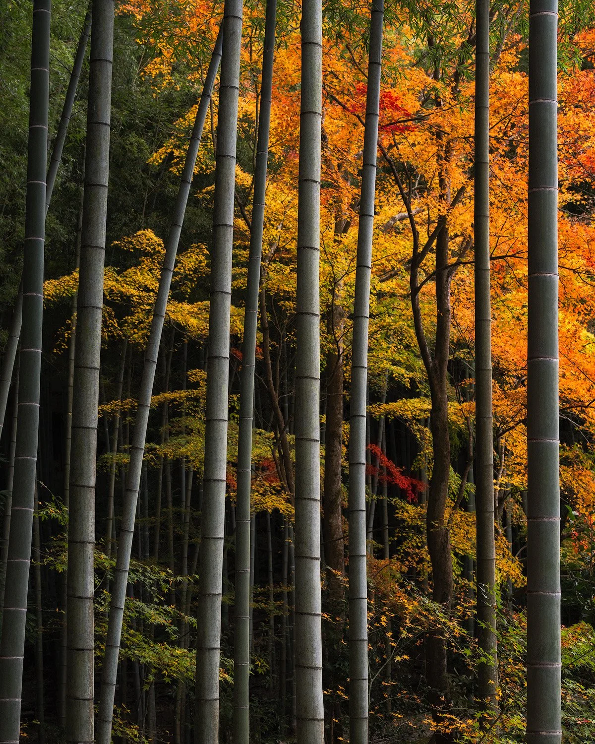 SATORI.1500PX.jpg